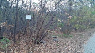 Rozkład na drzewie jako przykład "pomysłowości".| Źródło: iotwock.info|