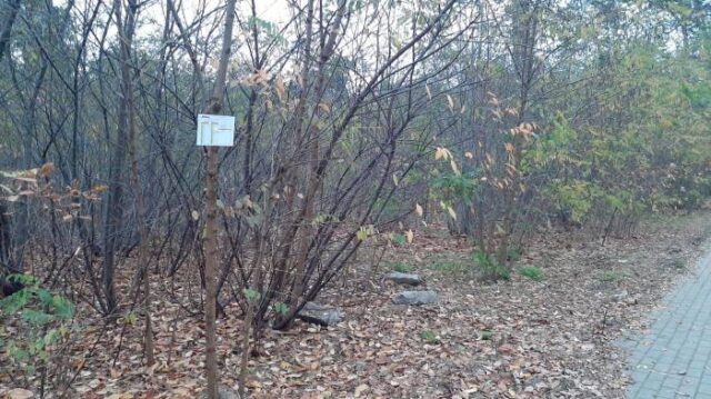 Rozkład na drzewie jako przykład "pomysłowości".| Źródło: iotwock.info|